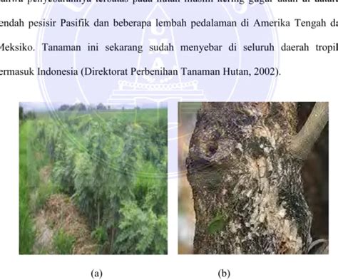 Uji Efektivitas Ekstrak Daun Gamal Gliricidia Maculata