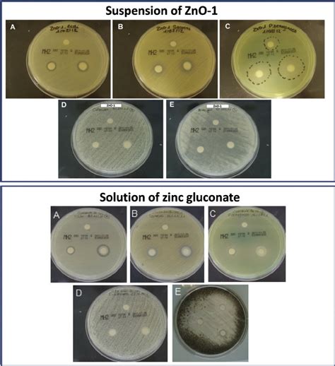 Disc Diffusion Tests For The Evaluation Of Antimicrobial Activity Of