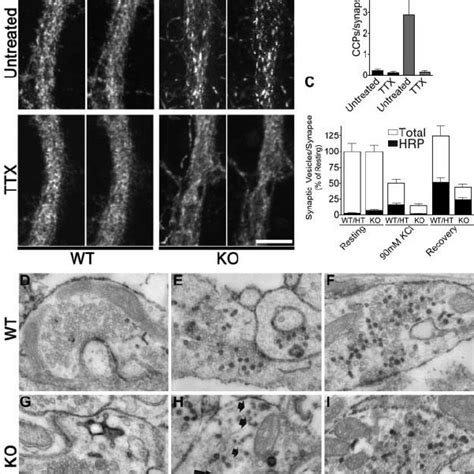 Ultrastructural Defects In Dynamin 1 Ko Synapses Of Cultured Neurons