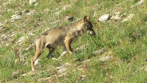 Wolf Tracking Adventure In The Alps