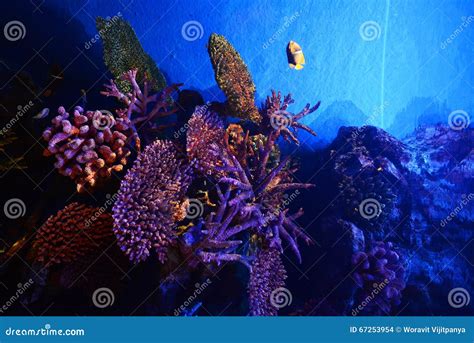 Coral reefs Sea life stock photo. Image of colorful, blue - 67253954