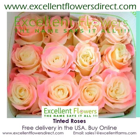 Bicolor Pink And White Roses Are Perfect Pieces Of Pure Beauty White