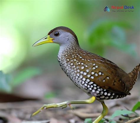 Spotted Crake The Polka Dotted Wanderer Of The Wetlands Nepal Desk