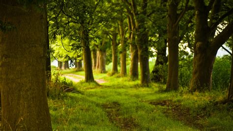 Wallpaper Sunlight Trees Landscape Nature Sky Plants Field