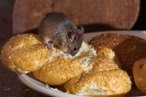 7 Effective Ways To Get Rid Of Mice In Your Home