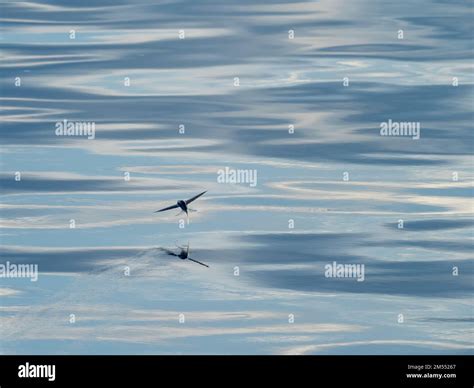 Flying fish gliding on glassy sea in the Banda Sea Indonesia 2022 Stock ...