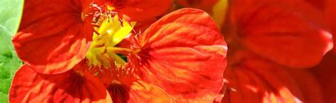 Amazon Outsidepride Seeds Annual Nasturtium Mahogany Cimbing