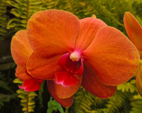 Tamarindo, Costa Rica Daily Photo: Orange Orchid