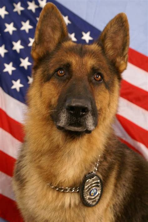 Овчарка В Очках Фото – Telegraph