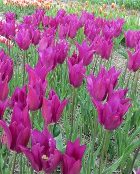 Tulip Purple Dream