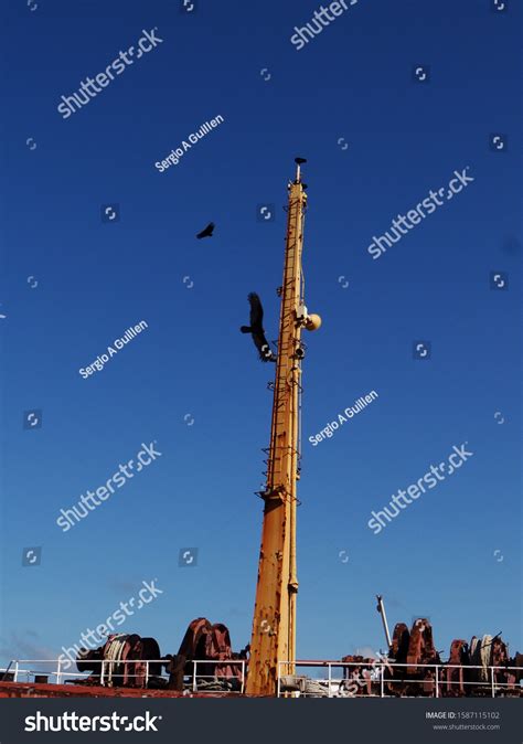 Scavenger Birds Flying Over Boat Mast Stock Photo 1587115102 Shutterstock