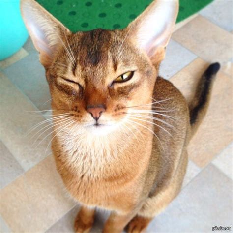 Ушастый вырос | Пикабу