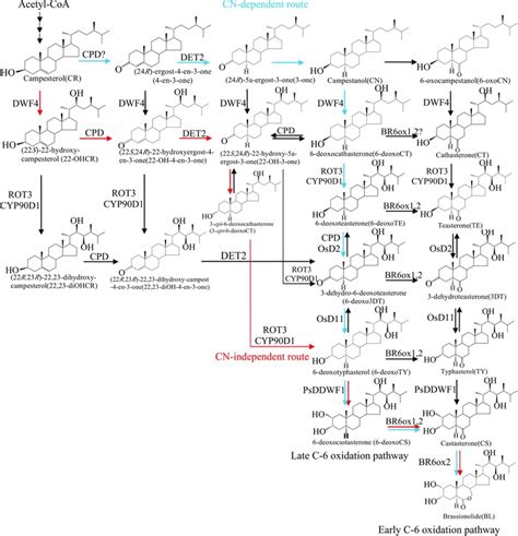 Simplified Brassinosteroid Biosynthetic Pathway With Enzymes Involved