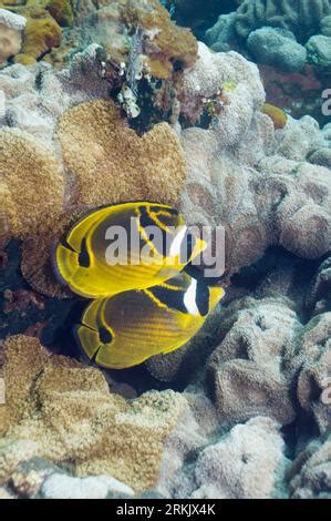 Dos Mar Rojo Racoon Butterflyfish Chaetodon Fasciatus Especies