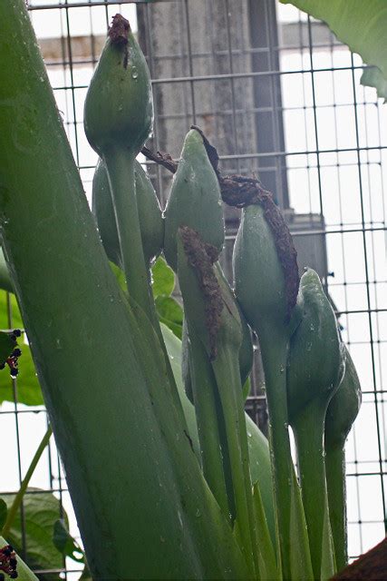 Alocasia Odora G Lodd Spach Bg Meise Ruud De Block Flickr