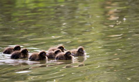 Cute Ducklings Free Stock Photo - Public Domain Pictures