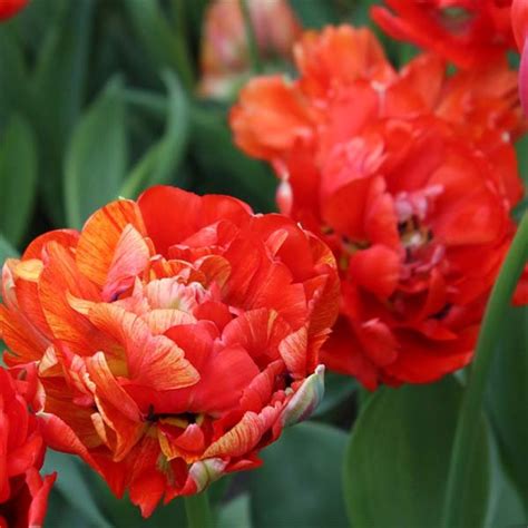 Tulipa Gudoshnik - Bulb - Generous flowers with changing colours.