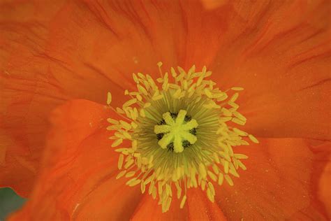 Big Poppy Photograph by Linda Howes - Pixels