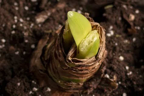 Comment Conserver Votre Bulbe D Amaryllis Pour Qu Il Refleurisse L