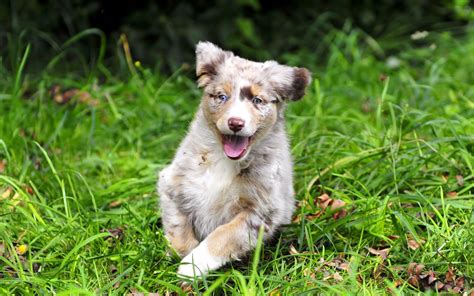 Wallpaper Grass Run Australian Shepherd Emotions Puppy Spotted