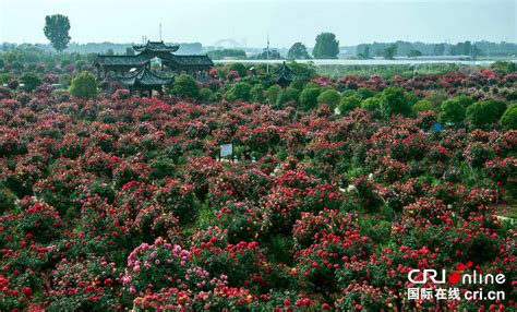 河南南阳月季博览园入选第二批“国家重点花文化基地” 国际在线