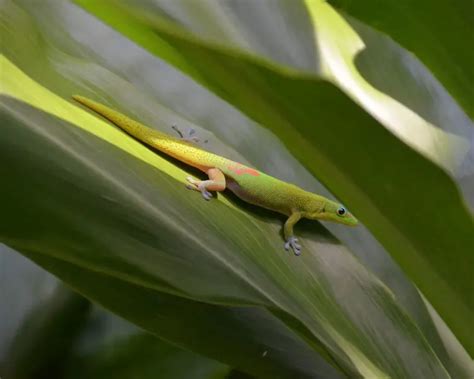 Gold Dust Day Gecko - Facts, Diet, Habitat & Pictures on Animalia.bio