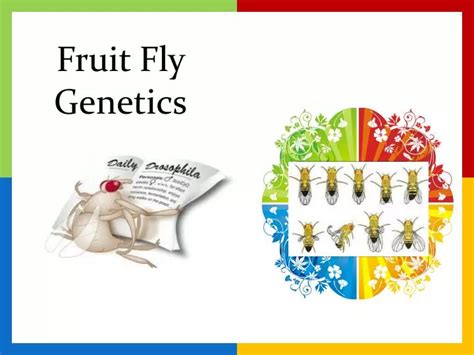 PPT - Fruit Fly Genetics PowerPoint Presentation, free download - ID:2358442