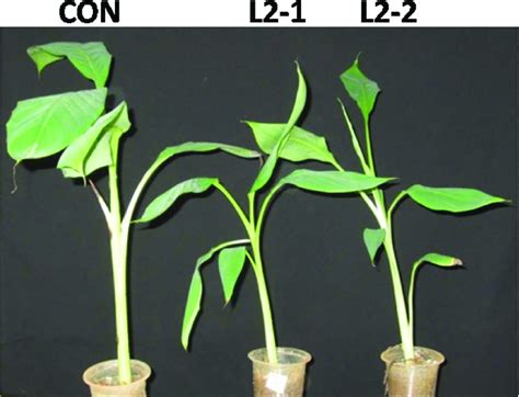 Growth Phenotype Of Transgenic Banana Overexpressing Musamyb31