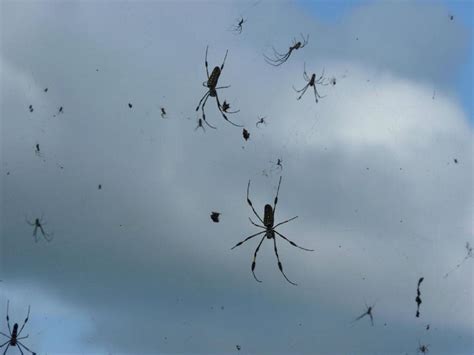 It's raining spiders! | amazing.zone