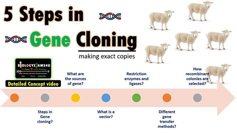 Steps In Gene Cloning A Complete Comprehensive Concept Video Youtube