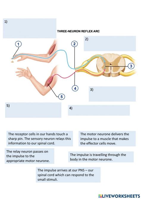 Reflex arc process worksheet | Live Worksheets - Worksheets Library