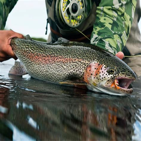 Classic 24 PCS Dry Flies Fly Fishing Set For Trout Salmon Pheasant Tail ...