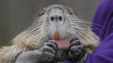 Pet Nutria Rat: Louisiana Works Out Deal For Family