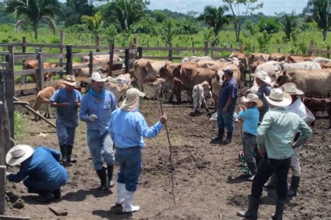 Actividades Economicas De Guatemala