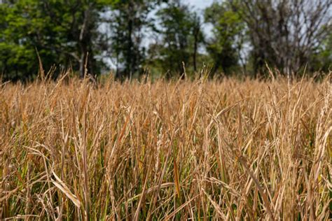 "Rice Planting" Images – Browse 2,058 Stock Photos, Vectors, and Video ...