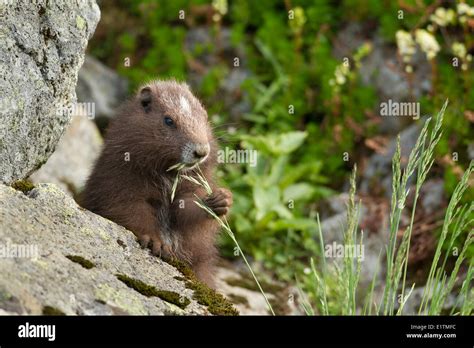 Vancouver Island Marmot, Marmota Vancouverensis, Vancouver Island, BC ...