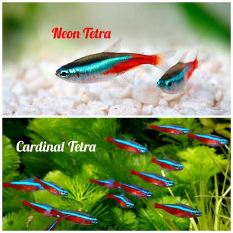 Jual Aquascape Neon Tetra Cardinal Tetra Paket 60 E Shopee Indonesia