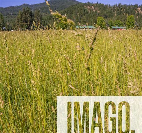 A Field Of Grass In The Plain Valley Near Leavenworth In Eastern Washington State Usa A Field Of