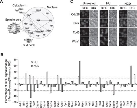 Figure From Genome Wide Bimolecular Fluorescence Complementation