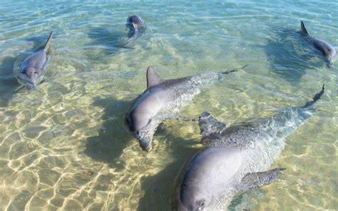 Monkey Mia Beach / Western Australia / Australia // World Beach Guide