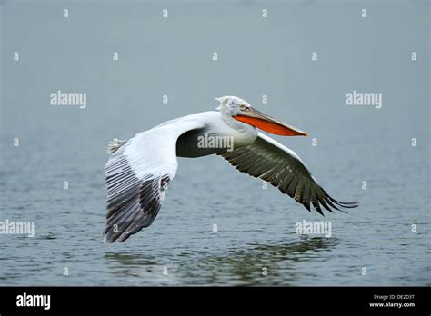 Flying dalmatian pelican hi-res stock photography and images - Alamy