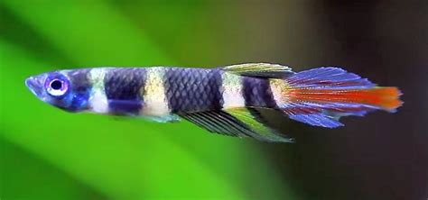 Clown Killifish Pseudepiplatys Annulatus Tropical Fish Keeping