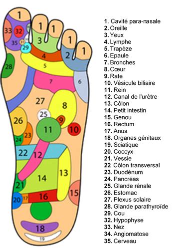 La Réflexologie Plantaire Les Jardins De Lamélie