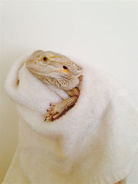 Bearded Dragon Bearded Dragon Cute Bearded Dragon Care Baby Bearded