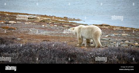 A polar bear at the Hudson Bay Stock Photo - Alamy