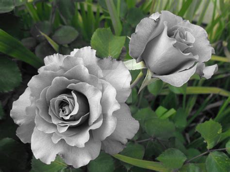 Gray Roses by encoherence on DeviantArt