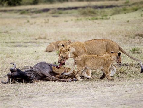 Wildebeest Calving Safari The Great Migration Safari