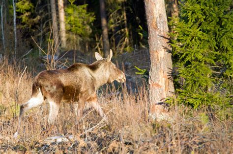 Godtycklig älgförvaltning i Norrbotten Svensk Jakt