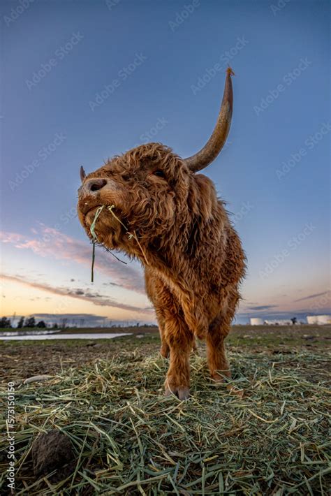 highland cow and calf Stock Photo | Adobe Stock