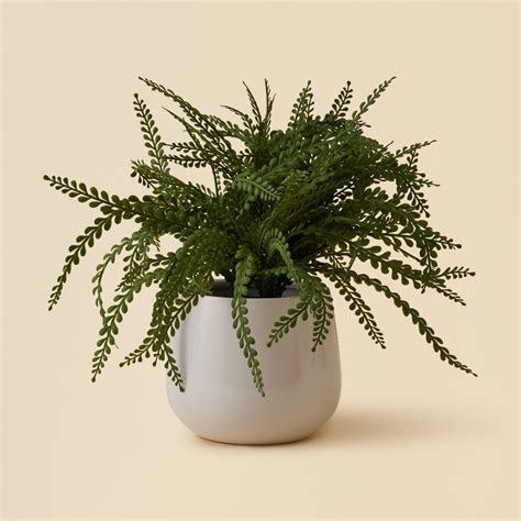 List 104 Pictures Pictures Of Ferns In Pots Stunning